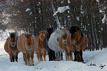 Group of Yakut horses (Equus caballus) standing in snow, Berdigestyakh, Yakutia, East Siberia, Russia, March.
