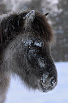 Portrait of a Yakut horse (Equus caballus), Berdigestyakh, Yakutia, East Siberia, Russia, March.