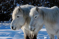 Yakut horses (Equus caballus) standing in snow, Berdigestyakh, Yakutia, East Siberia, Russia, March.