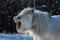 Yakut horse (Equus caballus) standing in snow and  yawning, Berdigestyakh, Yakutia, East Siberia, Russia, March.
