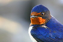 European Barn Swallow (Hirundo rustica) Oland Sweden, May