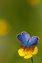 Mazarine blue butterfly (Polyommatus semiargus) on buttercup, Karlskoga, Sweden. June.