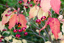 Spindle (Euonymus oxyphyllus) showing the seed cases ejecting seeds, UK October