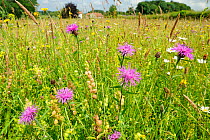 Mixed wildflower meadow, with Yellow rattle (Rhianthus minor), Common knapweed (Centaurea sp), Oxeye daisies (Leucanthemum vulgare) and Lady's bedstraw (Galium verum), Norfolk, UK, July