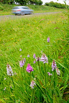 Common Spotted Orchid (Dactylorhiza fuchsii) and Pyramidal Orchids (Anacamptis pyramidalis) flowering in verge beside main road, Norfolk, UK, July