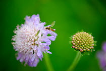 Field Scaboius (Knautia arvensis) with Hoverfly, UK, July
