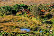 Bog pools on Godlingston Heath national Nature Reserve. Dorset, UK September 2012