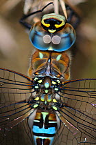 Close up of head and thorax of male migrant hawker dragonfly (Aesgna mixta) Hartland Moor, Dorset, UK September