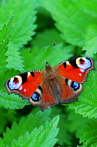 Peacock butterfly (Inachis io) on nettle leaves