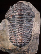 Well preserved fossil of trilobite Dudley locust  (Calymene blumenbachii) from the Silurian period, found in the Wenlock Limestone of Wrens Nest Hill, Dudley.