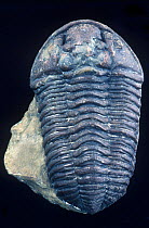 Well preserved fossil of trilobite Dudley locust  (Calymene blumenbachii) from the Silurian period, found in the Wenlock Limestone of Wrens Nest Hill, Dudley.