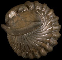Trilobite (Flexicalymene meeki) rolled showing defensive behaviour, from the Ordovician period, found in the Richmond Formation, USA