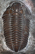Well preserved fossil of trilobite Dudley locust  (Calymene blumenbachii) from the Silurian period, found in the Wenlock Limestone of Wrens Nest Hill, Dudley, Worcestershire.