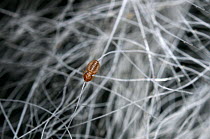Cattle biting louse (Damalinia bovis) on hairs, in temperate climates cattle may be infested with this species of Mallophaga. Length 3mm approximately