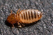 Cattle biting louse (Damalinia bovis) in temperate climates cattle may be infested with this species of Mallophaga. Length 3mm approximately