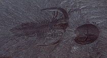Marrella splendens (Walcott) left and Burgessia bella (Walcott) right from the Burgess shale, British Columbia. At 505 million years old -Middle Cambrian-  Burgess Shale fossils are preserved as a fil...