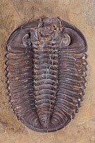 Underside or ventral surface of a trilobite (Acaste downingae) showing the biramous limb attachment points, from Silurian period, Wenlock limestone, Dudley.
