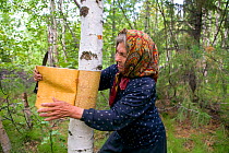 Nina Kunina, a Selkup woman, cuts bark from a birch tree to make a traditional basket near Bistrinka. Purovskiy Region, Yamal, Western Siberia, Russia