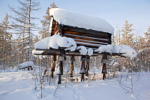 A traditional Selkup storage hut built on stilts to deter rodents in the forest near Tolka, Krasnoselkup, Yamal, Western Siberia, Russia 2012