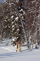 Kosta, a Selkup man, out hunting in the forest on skiis, Krasnoselkup, Yamal, Western Siberia, Russia 2012