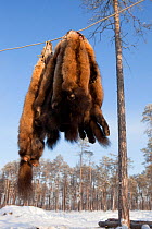 Sable skins hanging up outside at a Selkup hunter's winter camp near Ratta, Krasnoselkup, Yamal, Western Siberia, Russia 2012