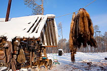 Sable skins hanging up outside at a Selkup hunter's winter camp near Ratta, Krasnoselkup, Yamal, Western Siberia, Russia 2012