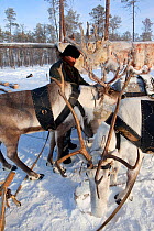 Yura, a Selkup hunter, harnesses his draft reindeer before going to check his traps in the forest, Ratta, Krasnoselkup, Yamal, Western Siberia. Russia 2012