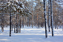 Boreal forest (taiga) in winter with snow covered trees near Ratta, Krasnoselkup, Yamal, Western Siberia, Russia 2012