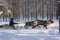 Valery Irkov, a Selkup hunter, travelling in winter through the forest by reindeer sled near Ratta,  Krasnoselkup, Yamal, Western Siberia, Russia 2012