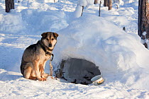 At a Selkup hunter's winter camp in the forest, a Laika dog has an 'igloo' for shelter, Ratta, Krasnoselkup, Yamal, Western Siberia, Russia 2012