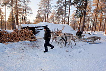 Selkup hunters returning by reindeer sled to their 'Poymot' (traditional Selkup turf hut) at a winter hunting camp in the forest near Ratta,  Krasnoselkup, Yamal, Western Siberia, Russia 2012