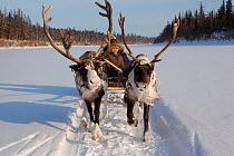 Rita Markova, a young Selkup woman, driving a reindeer sled on the frozen Shirta River, Ratta, Krasnoselkup, Yamal, Western Siberia, Russia 2012