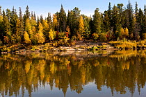 Boreal Forest trees in autumn colour, aspen, birch and willow, reflected in the River Taz, Krasnoselkup, Yamal, Western Siberia, Russia