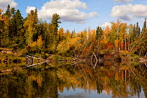 Boreal Forest trees in autumn colour, aspen, birch and willow, reflected in the River Taz, Krasnoselkup, Yamal, Western Siberia, Russia
