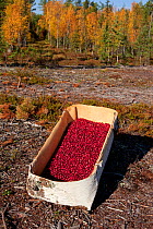 Handmade birch bark basket full of cranberries (Vaccinium oxycoccos) picked in autumn, Krasnoselkup, Yamal. Western Siberia. Russia