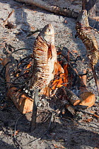 A fish (golden eye) being roasted over an open fire at a Selkup summer camp in the forest, Krasnoselkup, Yamal, Western Siberia, Russia