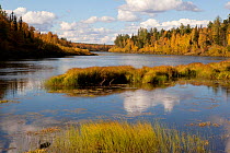 Autumn colour on the banks of the River Shirta as it cuts through boreal forest, Krasnoselkup, Yamal, Western Siberia, Russia
