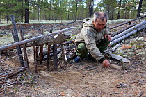 Gennadiy Kubolev, a Selkup hunter, setting a traditional 'chang' (deadfall trap) to catch Capercaille in a forest clearing, Krasnoselkup, Yamal, Western Siberia, Russia