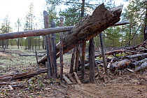 A traditional Selkup 'chang' (deadfall trap) set to catch Capercaille in a forest clearing, Krasnoselkup, Yamal, Western Siberia, Russia