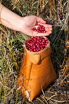 Collecting cranberries (Vaccinium oxycoccos) in a traditional Selkup birch bark basket in the autumn, Krasnolselkup, Yamal, Western Siberia, Russia.