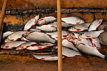 A catch of roach, pike and golden eye lie in the bottom of an 'Anty', a traditional Selkup dugout boat, Krasnoselkup, Yamal, Western Siberia, Russia