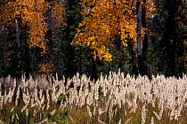 Bunch grass (Calamagrostis arundinacea) and Silver birch trees backlit by the autumn sun in boreal forest, Krasnoselkup, Yamal, Western Siberia, Russia