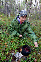 Marina Korgachev, a Selkup woman, picking mountain cranberries / cowberries (Vaccinium vitisidaea) in the forest on an autumn day, Krasnoselkup, Yamal, Western Siberia, Russia