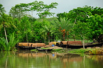 Boats at the river edge, the Sundarbans National Park, the largest mangrove swamp in the world. Bangladesh. UNESCO World Heritage Site. June 2012.
