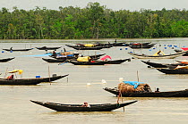 A large number of traditional open boats on a river, the Sundarbans National Park, the largest mangrove swamp in the world. Bangladesh. UNESCO World Heritage Site. June 2012.