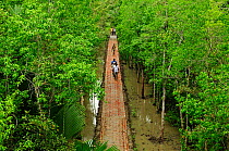 People crossing a raised walkway through a  mangrove swamp. The Sundarbans National Park. UNESCO World Heritage Site. June 2012.