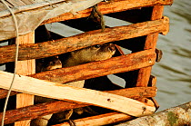Caged Smooth coated otters (Lutragale perspicillata) used for traditional fishing practices. The Sundarbans National Park, the largest mangrove swamp in the world. Bangladesh. UNESCO World Heritage Si...