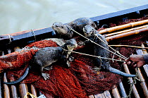 Smooth coated otters (Lutragale perspicillata) on leashes, used by locals for traditional fishing practices, Sundarbans National Park, the largest mangrove swamp in the world. Bangladesh. UNESCO World...