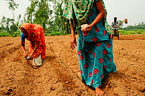 Women planting seeds outside Paharpur with a man tilling the fields in the background, Bangladesh, June 2012.
