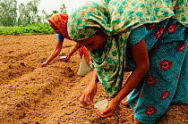 Women carefully planting seeds in a field outside Paharpur. Bangladesh. June 2012.